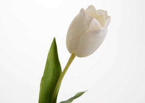 Fiore Tulipano Bianco