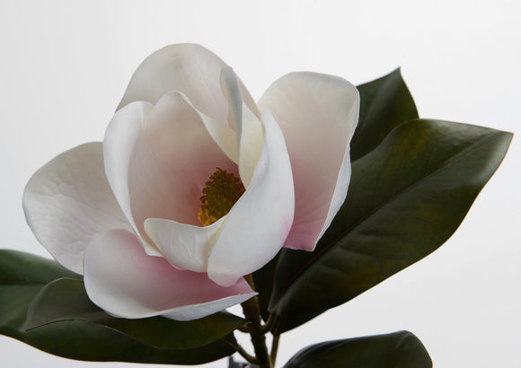 Fiore Magnolia