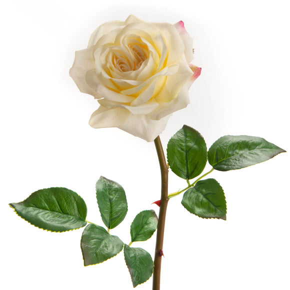 Fiore Rosa Liberty